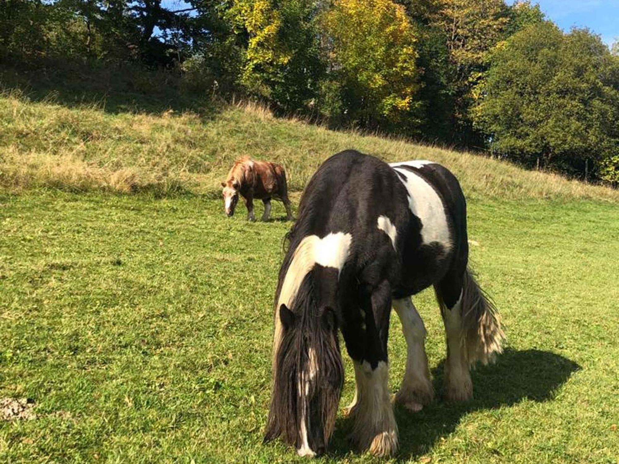 Ferienwohnungen Familie Schauerte Schmallenberg Exteriör bild